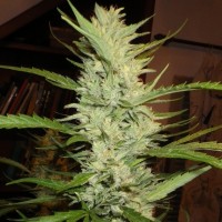 Super Lemon Haze feminised Ganja Seeds