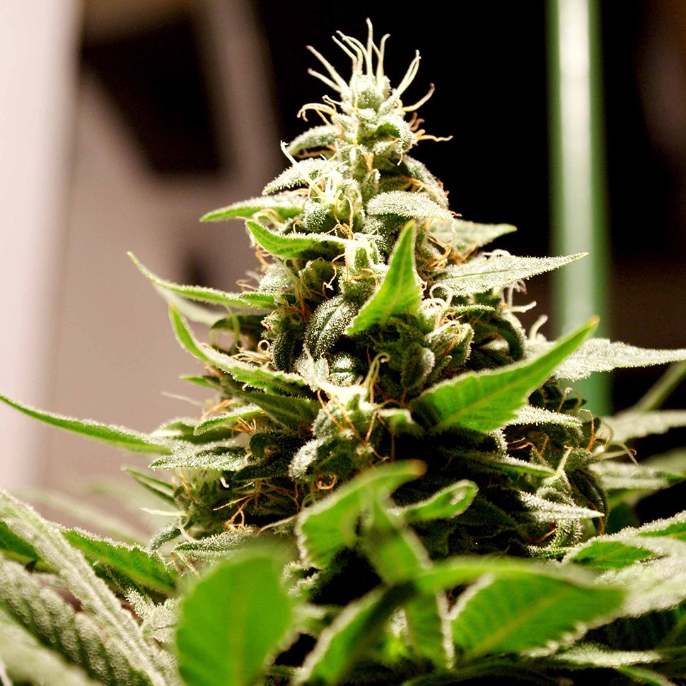 Семена марихуаны Lennon feminised Ganja Seeds