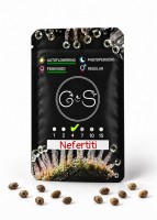 Auto Nefertiti feminised Ganja Seeds
