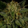 Семена  Sour Diesel feminised Ganja Seeds