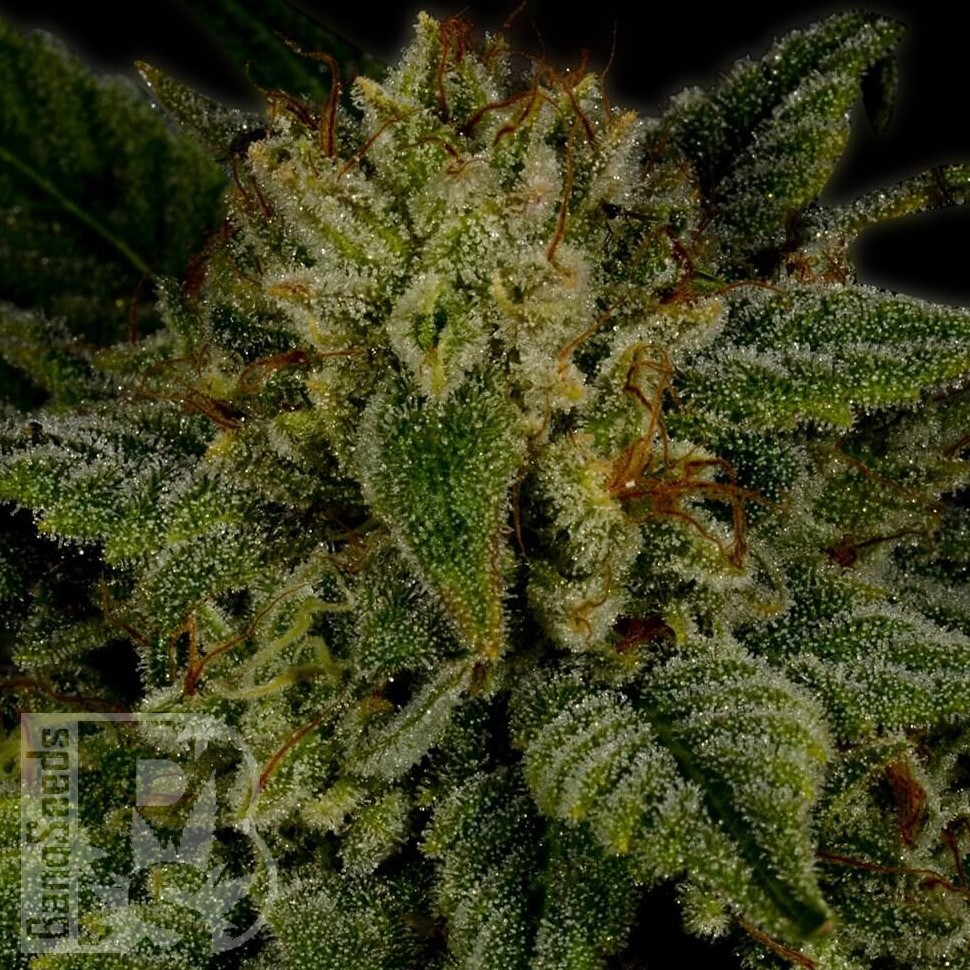 Семена  Sour Diesel feminised Ganja Seeds