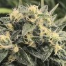 Семена  Sour Diesel feminised Ganja Seeds