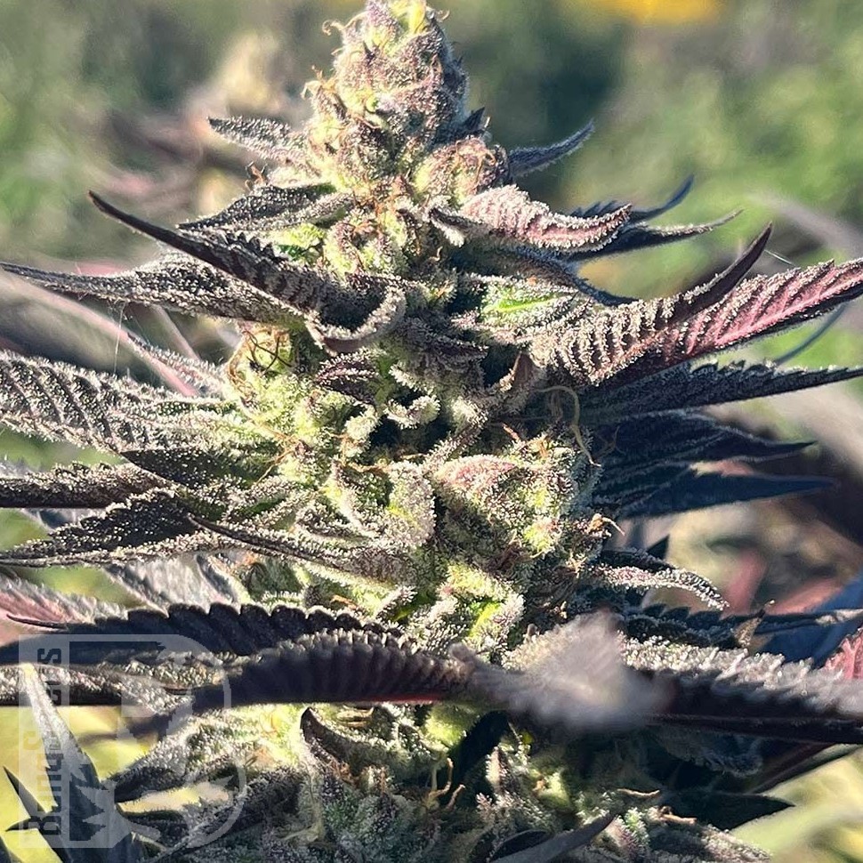 Семена каннабиса  Original Afghani #1 regular Ganja Seeds