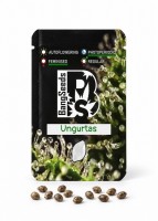 Ungurtas feminised Bang Seeds