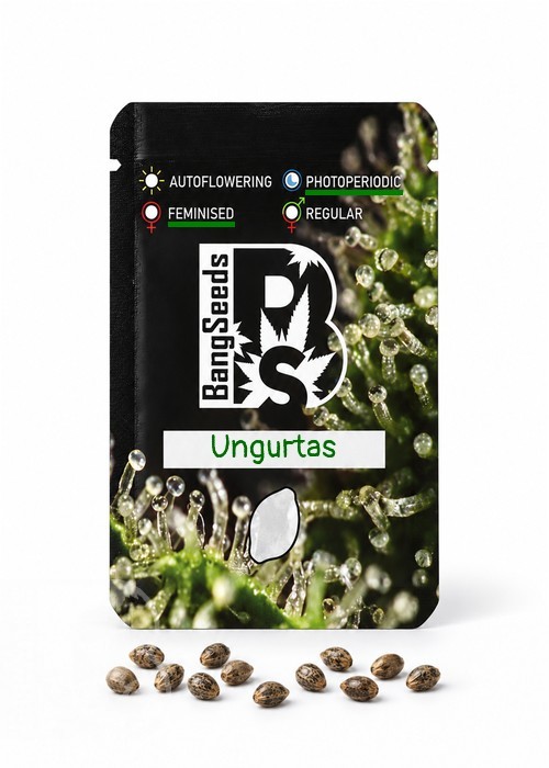 Семена ганжа  Ungurtas feminised Bang Seeds