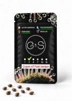 Cream 47 feminised Fast Version Ganja Seeds 