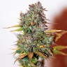Семена Auto Mini Gun feminised Ganja Seeds