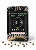 Super Critical Kali Haze feminised Ganja Seeds