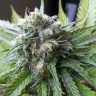купить семена конопли для выращивания Super Critical Kali Haze feminised