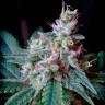 Cream Caramel feminised Fast Version Ganja Seeds