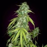 Семена конопли  Auto Moby Dick feminised Ganja Seeds