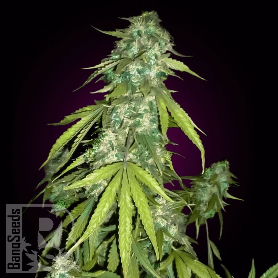 Семена конопли  Auto Moby Dick feminised Ganja Seeds