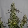 Семена конопли  Auto Moby Dick feminised Ganja Seeds