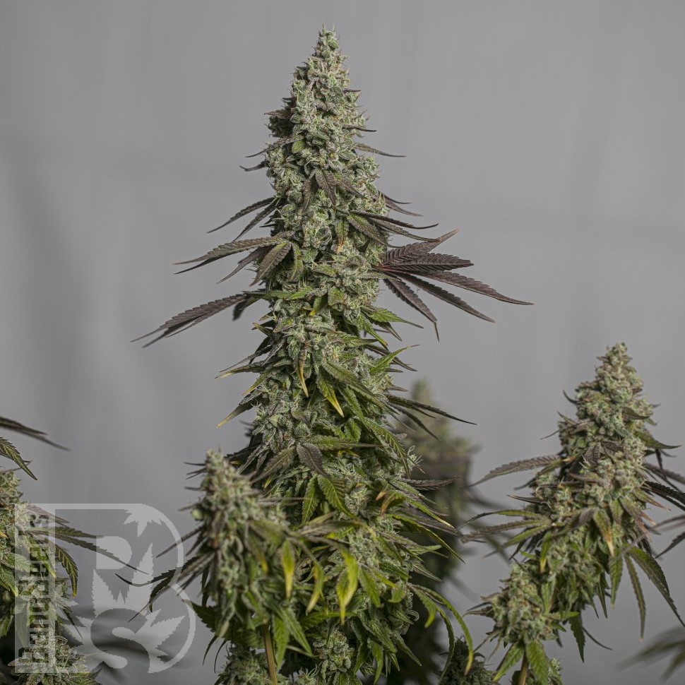 Семена конопли  Auto Moby Dick feminised Ganja Seeds