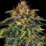 Семена конопли  Auto Moby Dick feminised Ganja Seeds