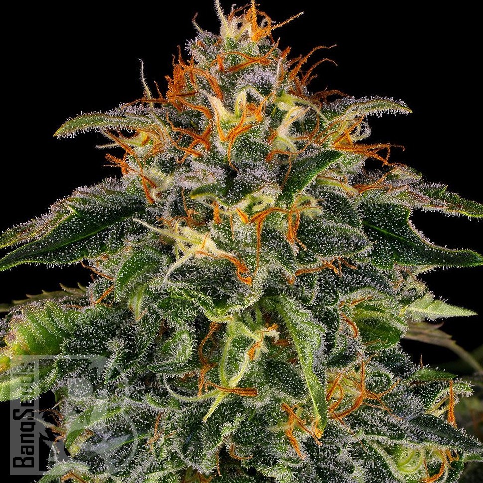 Семена конопли  Auto Moby Dick feminised Ganja Seeds