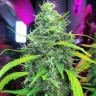 Семена конопли  Auto Moby Dick feminised Ganja Seeds