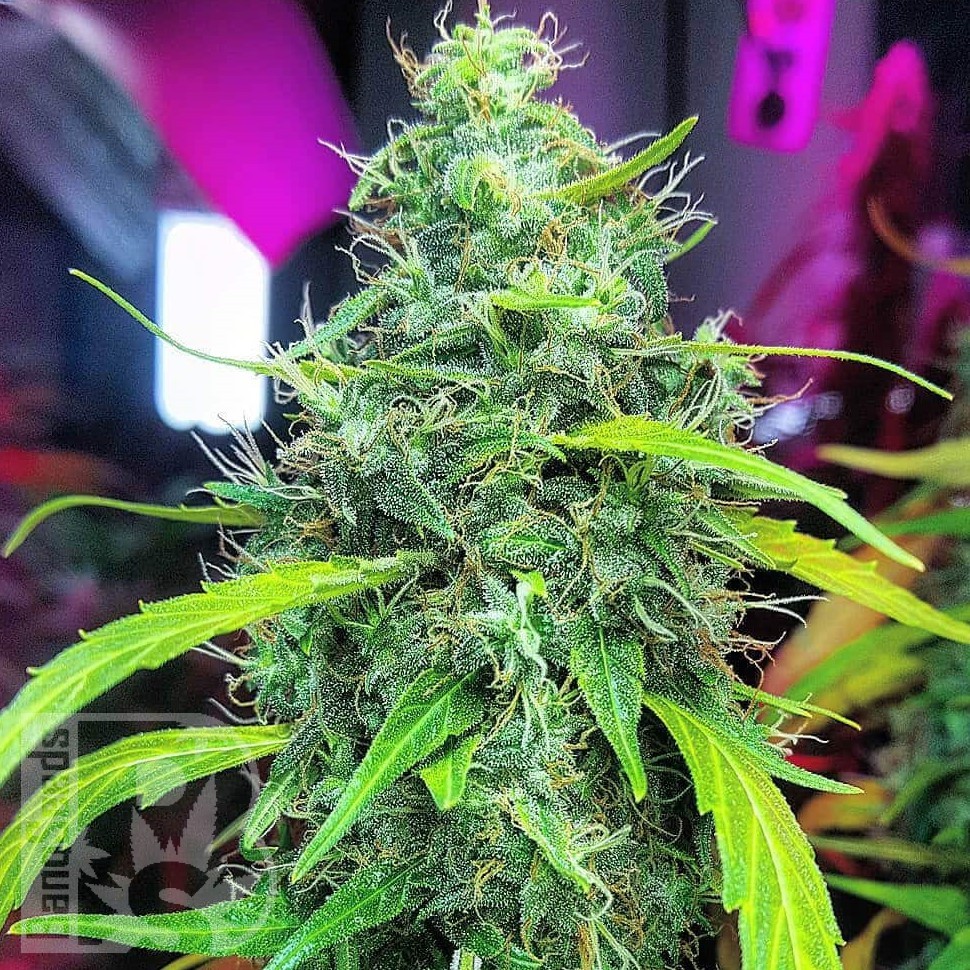 Семена конопли  Auto Moby Dick feminised Ganja Seeds