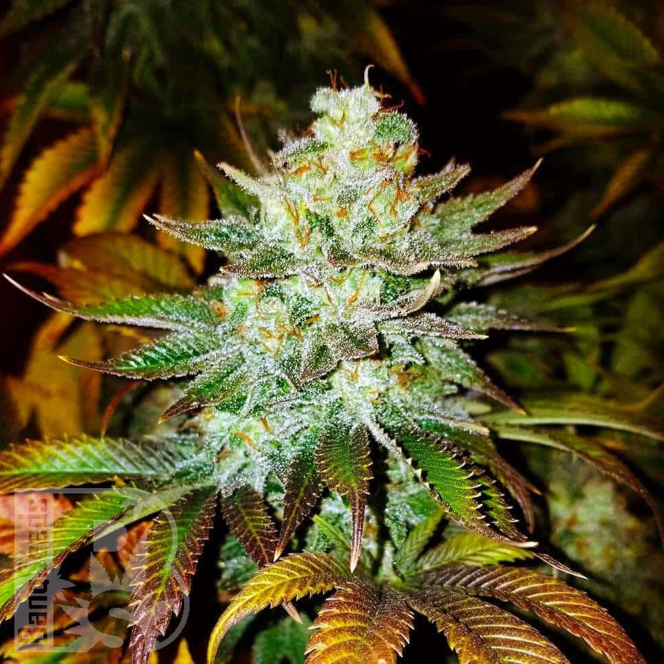 Семена конопли  Auto Moby Dick feminised Ganja Seeds