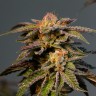 L.A. Confidential feminised Ganja Seeds
