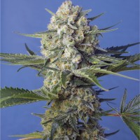 Crystal Candy feminised Ganja Seeds Fast Version