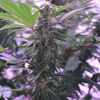 Afghan Kush regular Ganja Seeds