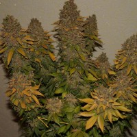 G13 feminised Ganja Seeds