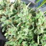 Семена  Point Of No Return x AK-47 (Powerful) regular Ganja Seeds