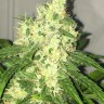 Семена  Point Of No Return x AK-47 (Powerful) regular Ganja Seeds