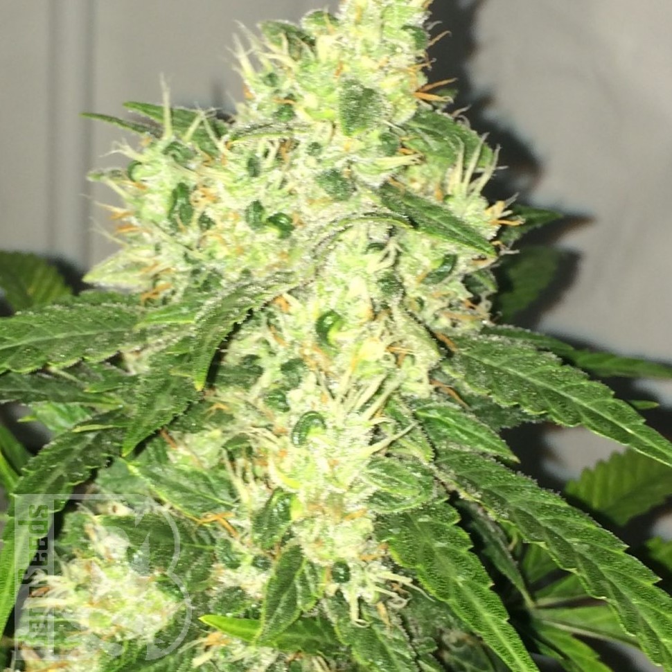 Семена  Point Of No Return x AK-47 (Powerful) regular Ganja Seeds