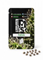 Auto Kaindy feminised Bang Seeds