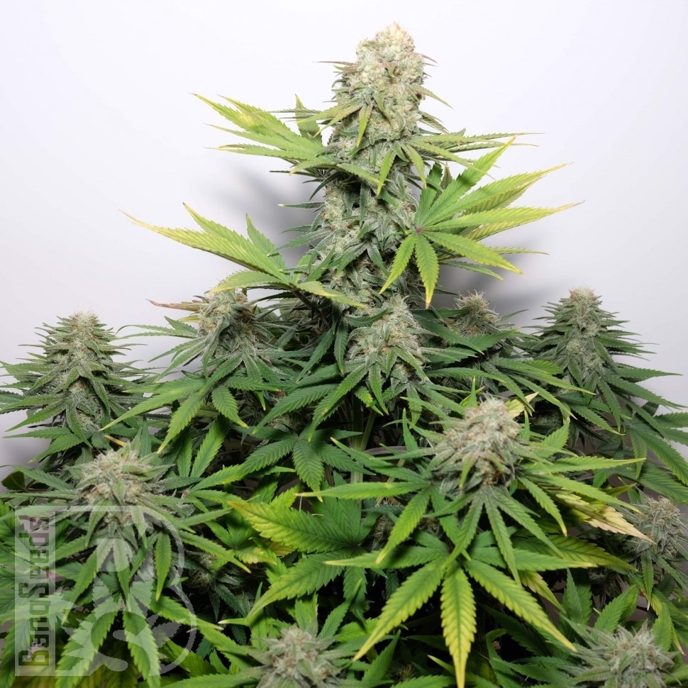 Семена марихуаны  Auto Kaindy feminised Bang Seeds
