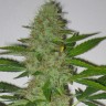 Семена марихуаны  Auto Kaindy feminised Bang Seeds