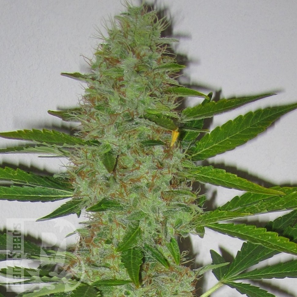 Семена марихуаны  Auto Kaindy feminised Bang Seeds