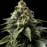 Семена марихуаны  Auto Kaindy feminised Bang Seeds