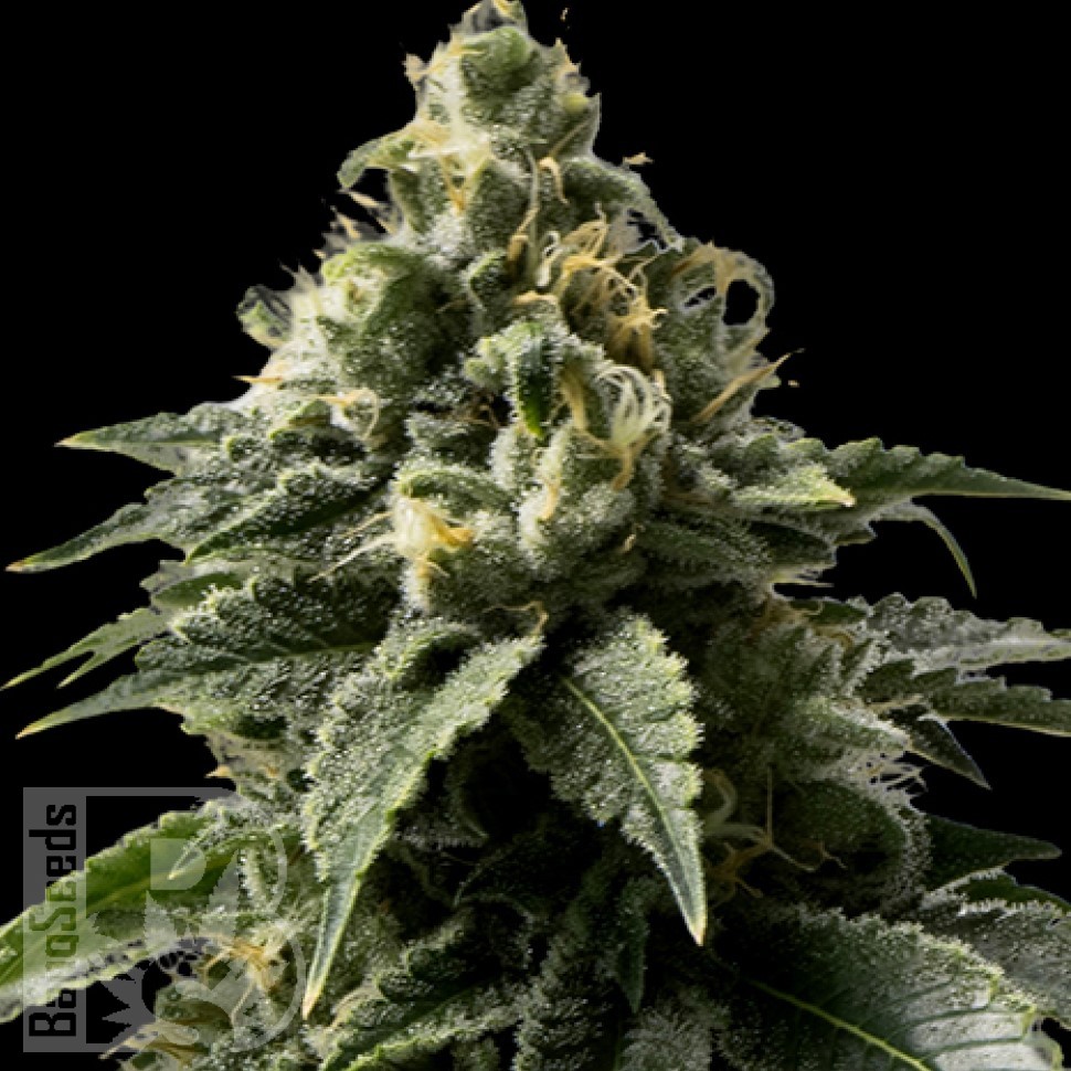 Семена марихуаны  Auto Kaindy feminised Bang Seeds