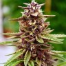 Семена марихуаны  Lavender feminised Ganja Seeds