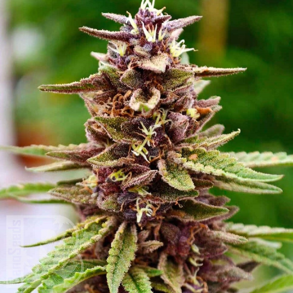 Семена марихуаны  Lavender feminised Ganja Seeds