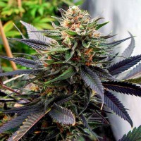 Lavender feminised Ganja Seeds