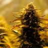 Jack 47 feminised Fast Version Ganja Seeds