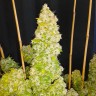 Семена  Auto Moscow feminised Ganja Seeds