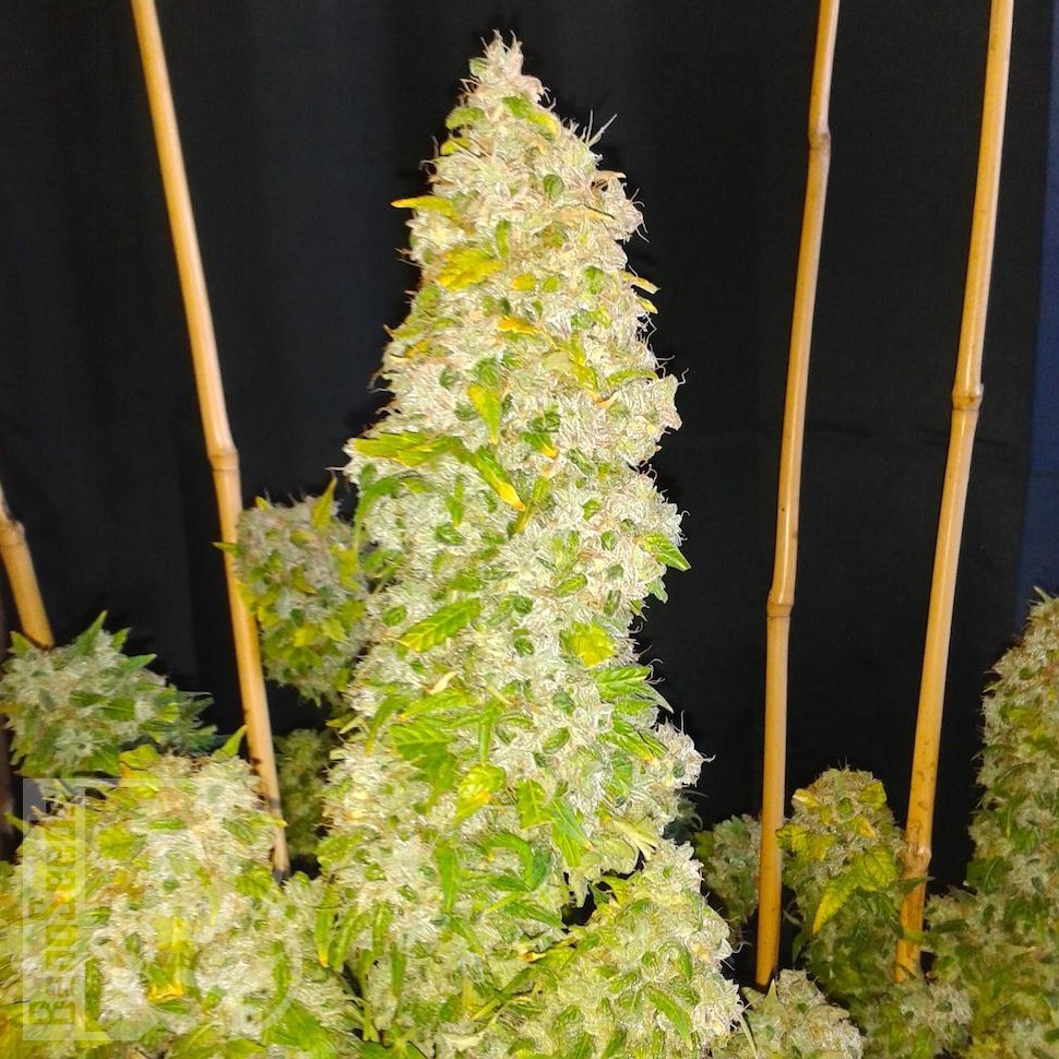 Семена  Auto Moscow feminised Ganja Seeds