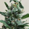 Семена  Auto Moscow feminised Ganja Seeds