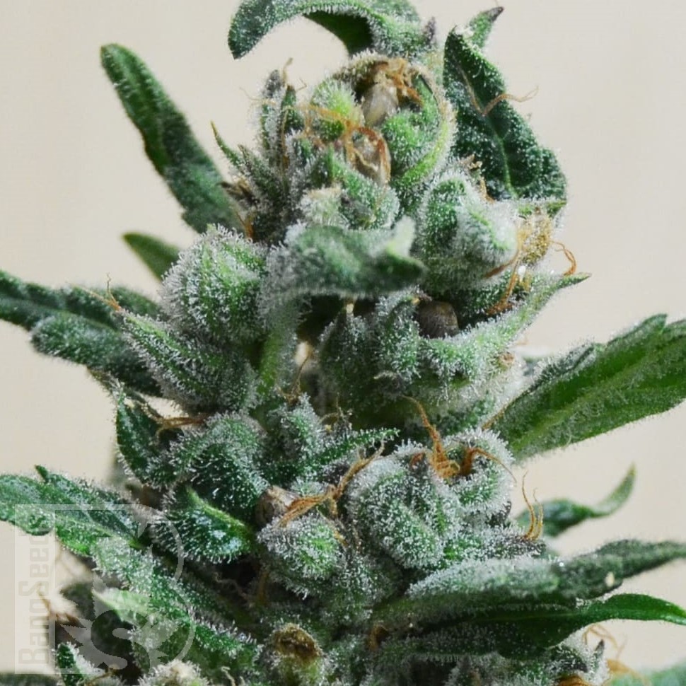 Семена  Auto Moscow feminised Ganja Seeds