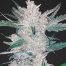 Семена  Auto Moscow feminised Ganja Seeds