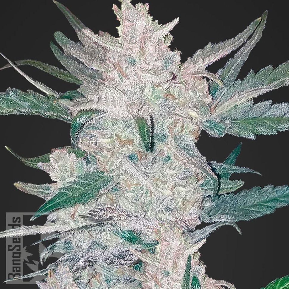 Семена  Auto Moscow feminised Ganja Seeds