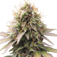 Auto Sweet Cheese feminised Ganja Seeds