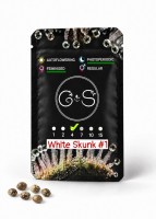 White Skunk #1 feminised Ganja Seeds