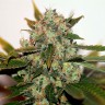 White Skunk #1 feminised Ganja Seeds