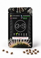 Point of No Return x Lowryder (Point) regular Ganja Seeds